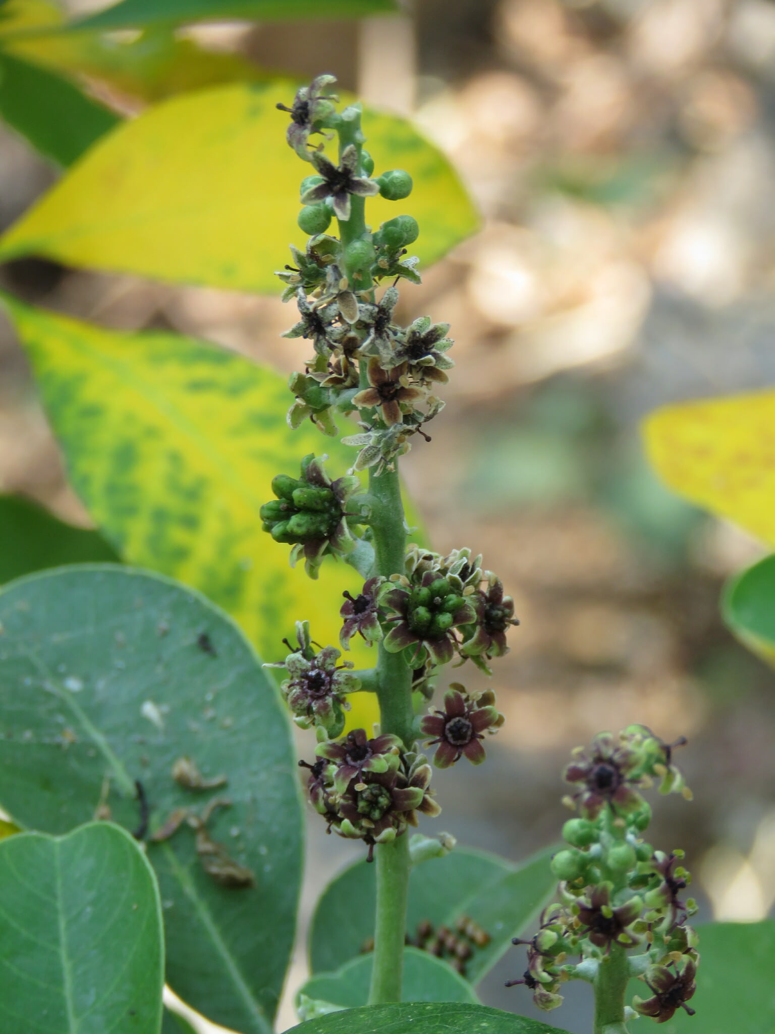 Pilocarpus racemosus